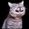Profilbild von chocobom
