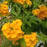 Фото профиля siroratnthephthity