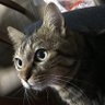 なんたつ🥐 profil fotoğrafı