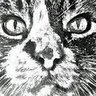 カラポネヤミ's profile picture