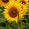 LuE 🇧🇷🌻🐝 的头像