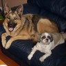 Suspicious_Canuck's profile picture