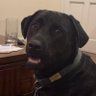 daniel's profile picture