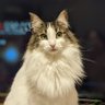 Profilbild von ユーロシティ的なやつだったもの