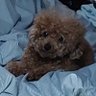 カイ's profile picture