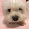イロハ's profile picture