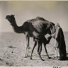 Profilbild von عائشه.