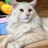 Cobe Cat's profile picture