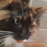 Profilbild von Phalown_Tv