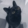 Profilbild von ryo🐈⬛