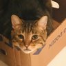 Kimkitty profil fotoğrafı