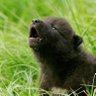 ein Gericht's profile picture