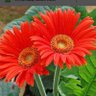 Profilbild von Red Gerbera