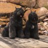 Фото профиля Dogsrule7