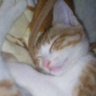 Profilbild von にゃー