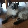 Justyna Wodzisławska 🐈🐕🐱🐶 profil fotoğrafı