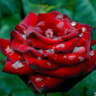 ابو المعلم profil fotoğrafı