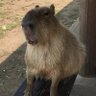 レオン's profile picture
