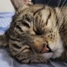 Profilbild von FatFatBagelCat