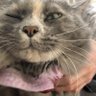 Profilbild von NAKAJIMANAOKO#cooking#CAT#ART#fashion#volunteer