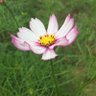 一颗葱 profil fotoğrafı