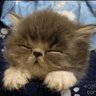Profilbild von 🥷Mrs.fujiko.now…🐈