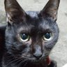 枚方蛍 profil fotoğrafı