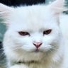 Husin_Uncit's profile picture
