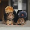 Profilbild von Marca Tres Tocos