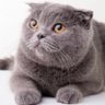 Фото профиля ねこ