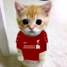 Spirit of Paisley (gober)'s profile picture