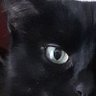 Profilbild von LE CHAT