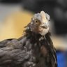 thebombchicken profil fotoğrafı