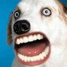 dawg_barf™'s profile picture
