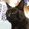 有栖川⭐️彡 profil fotoğrafı