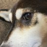 こはるん profil fotoğrafı