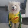 Profilbild von Dariolembé 🔰