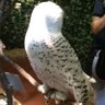 つよし profil fotoğrafı