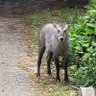 ぽよよんぽっち6/11初ツアー宮城、先に5/31たまアリ profil fotoğrafı