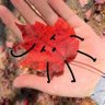 (🔞)o。🍁🔥's profile picture