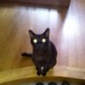 黒猫's profile picture