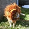 Фото профиля WendyMeow
