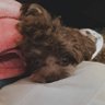 Profilbild von *ゆず犬*ワンワン