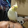 Ares Tester's profile picture