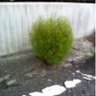 生かされ者 profil fotoğrafı