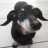 marcelo sarraipo's profile picture