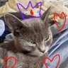 Russian blue prince's profile picture