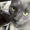 Holly Wilbur's profile picture