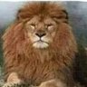 Pride of the Lion's profile picture
