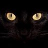 Фото профиля KudzuCat